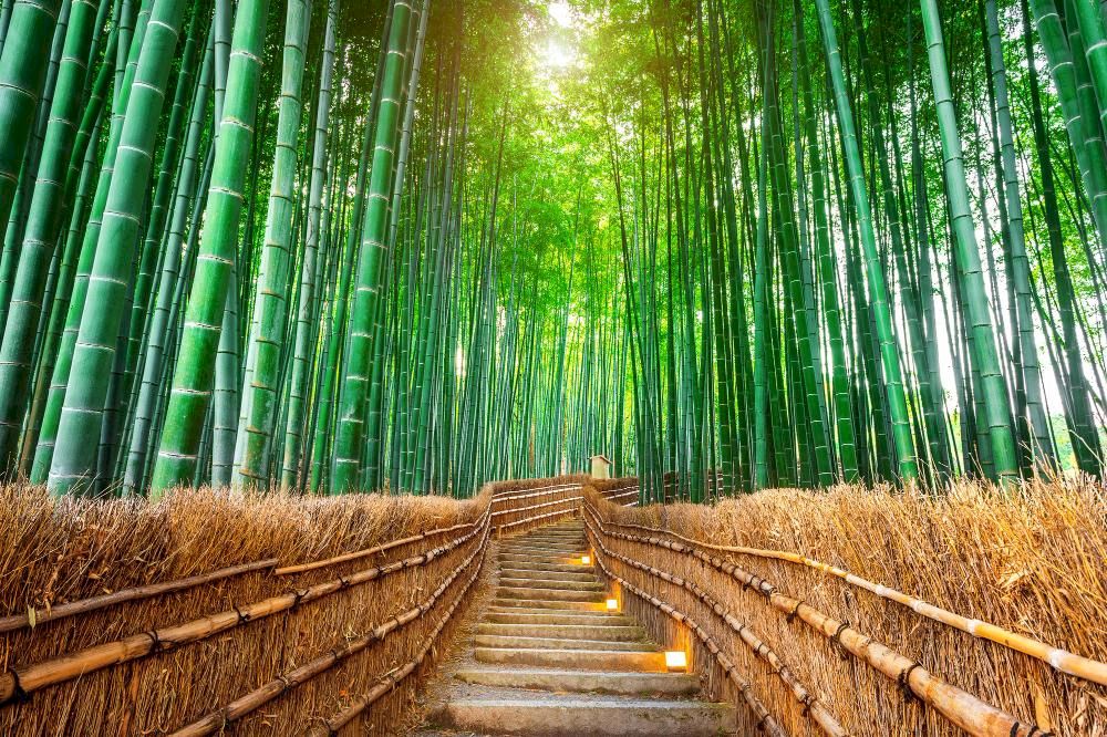 This 500-meter bamboo forest has become an iconic symbol of Kyoto, comparable to the torii gates of Fushimi Inari (Source: Freepik)